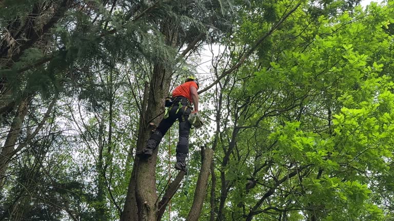 Best Leaf Removal  in Oswego, NY