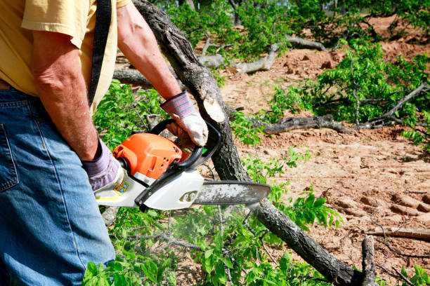 Leaf Removal in Oswego, NY